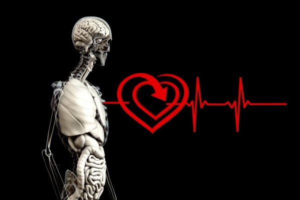 anatomy, human, heart-2328534.jpg